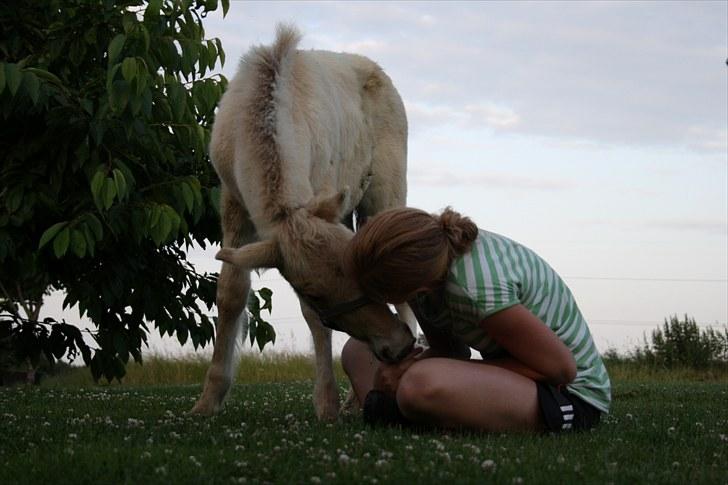 Fjordhest Lamhaves Zoey - Zoey og jeg, ved kirsebærtræerne.. Samme dag som jeg kom hjem fra ferie (: D.16/07-2010. billede 3