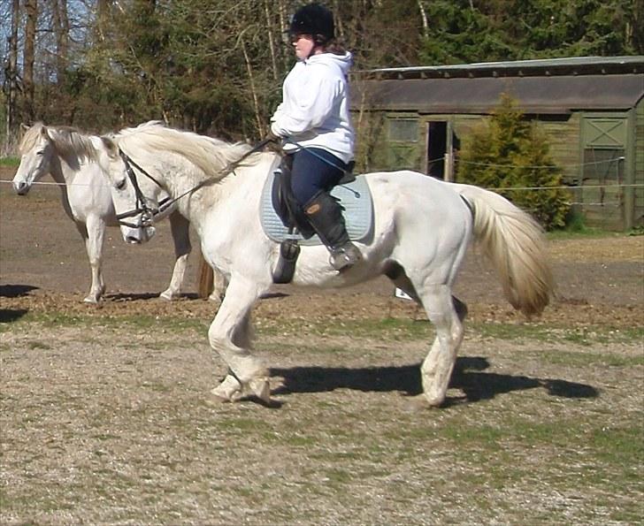 Anden særlig race Sir Bastian Tidl. hest - dato: 24/04-2010. Kæft du var så dygtig den dag, min skath. - se på hesten og ikk mig :) - ser sur ud ja, men det fordi jeg koncentrerer mig. vidste ikk jeg blev fotograferet ;) billede 9
