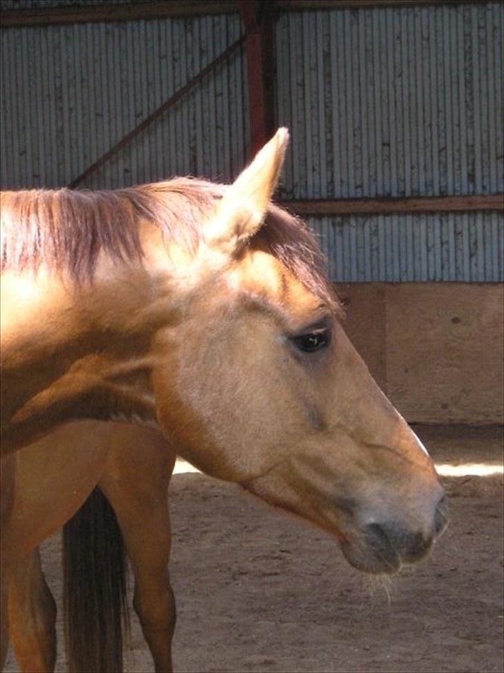Dansk Varmblod Handsome Joe - Ridehus Sunrays 2007 billede 1