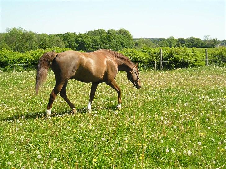 Dansk Varmblod Handsome Joe - Fold Sommer 2009 billede 2