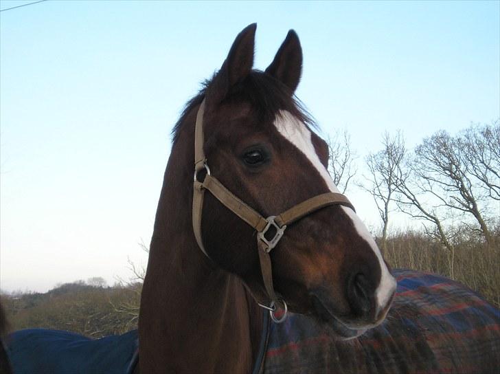 Dansk Varmblod Handsome Joe - Fold December 2009 billede 6