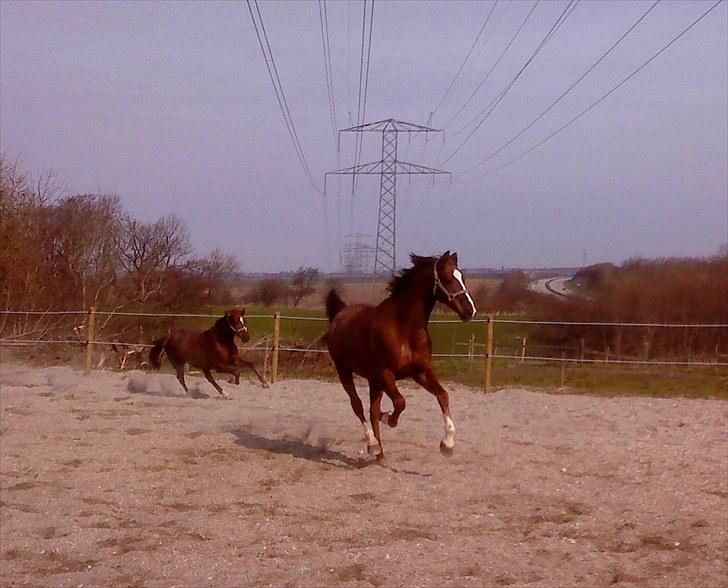 Dansk Varmblod Handsome Joe - Fold April 2010 billede 8