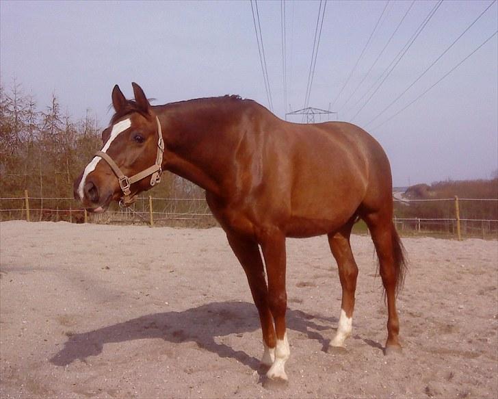 Dansk Varmblod Handsome Joe - Fold April 2010 billede 3