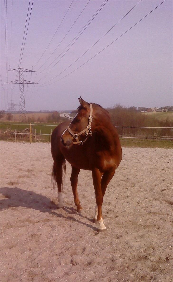 Dansk Varmblod Handsome Joe - Fold April 2010 billede 9