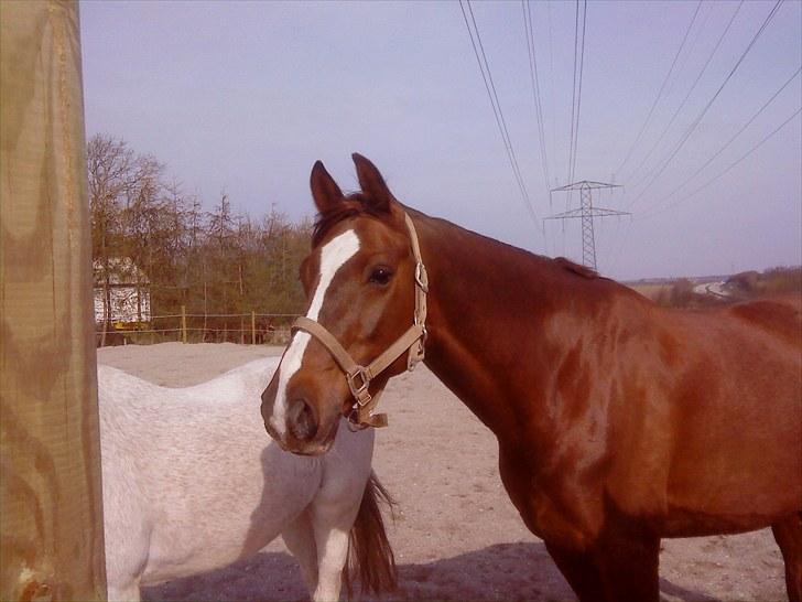 Dansk Varmblod Handsome Joe - Fold April 2010 billede 10