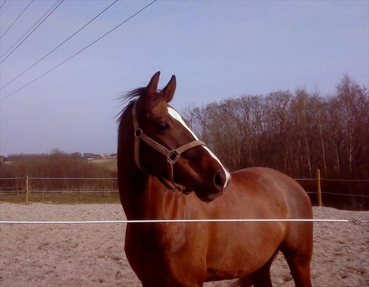 Dansk Varmblod Handsome Joe - Fold April 2010 billede 11