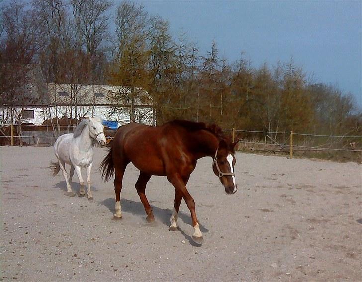 Dansk Varmblod Handsome Joe - Fold April 2010 billede 12