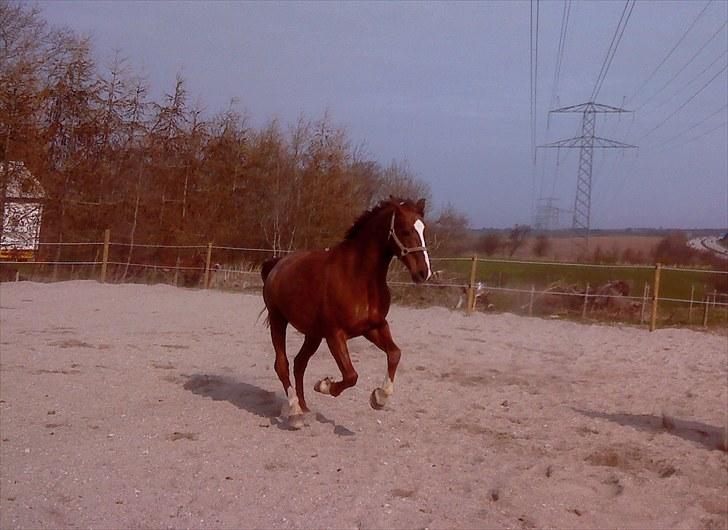 Dansk Varmblod Handsome Joe - Fold April 2010 billede 13