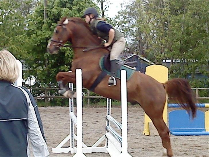 Dansk Varmblod Handsome Joe - Spring Maj 2009 billede 15