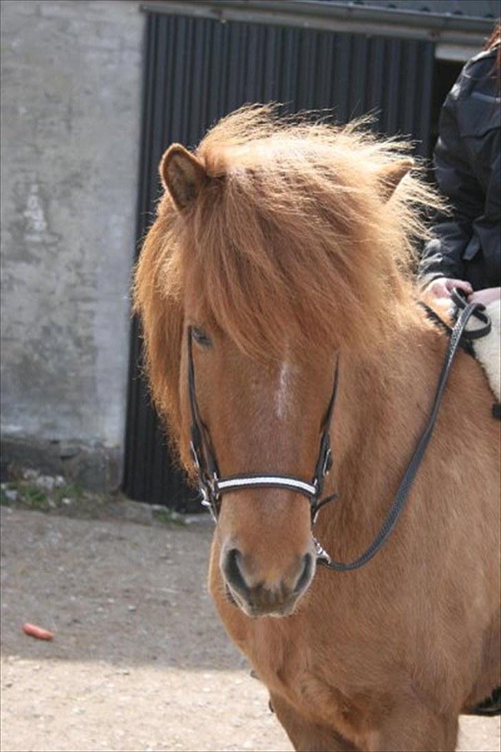 Islænder Ofeigur fra Tyvekrogen billede 17