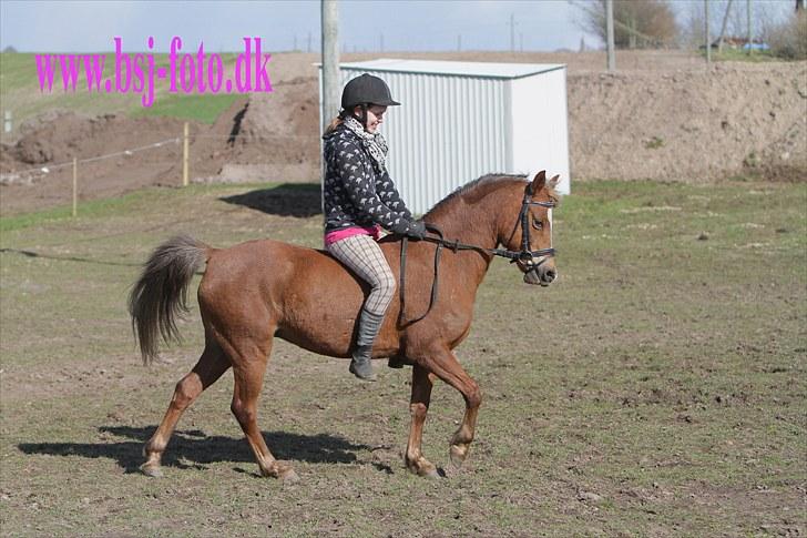 Welsh Pony (sec B) | Amigo Bluebell - # 19 - fantastisk tur uden sadel! (L) billede 19