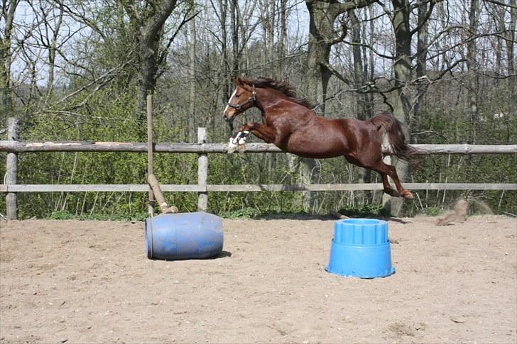 Anden særlig race Miranda - Miranda misforstod konceptet med bommen foran springet.. det gav dårlige nerver.. men for pokker den pony har evner! billede 14