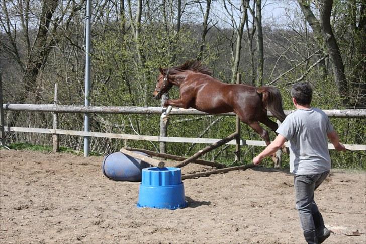 Anden særlig race Miranda - Hun har ikke prøvet springning ret mange gange - men hun har absolut evnerne og lysten! billede 15