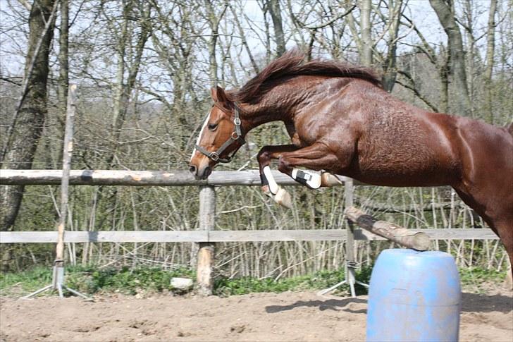 Anden særlig race Miranda - Miranda fik lynhurtigt tjek på løsspringningen. Her ses hendes sidste hop fra dagen - 25. april 2010. billede 16