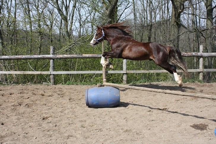 Welsh Cob (sec D) Not Again - Banjo flyver under løsspringningen den 25. april 2010. billede 16