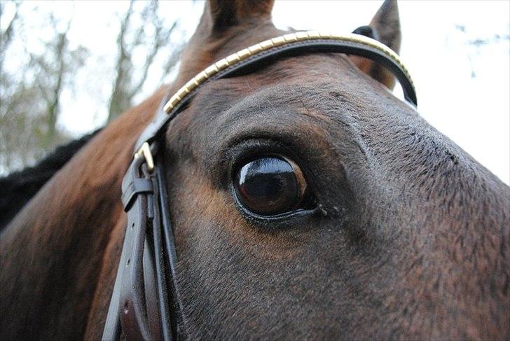 Anden særlig race Mr. Hot Chokolate Fudge billede 7