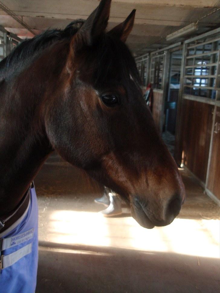 Knabstrupper Sasja  - smukke sajsa!  billede 1