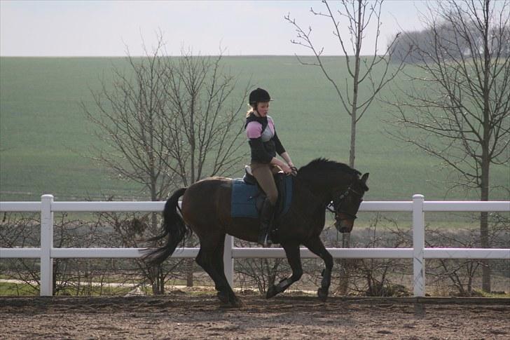 Knabstrupper Sasja  billede 2