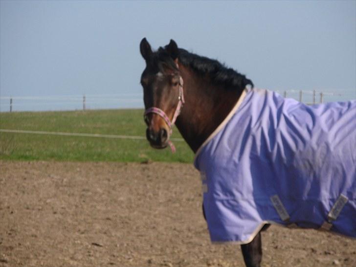 Knabstrupper Sasja  billede 3