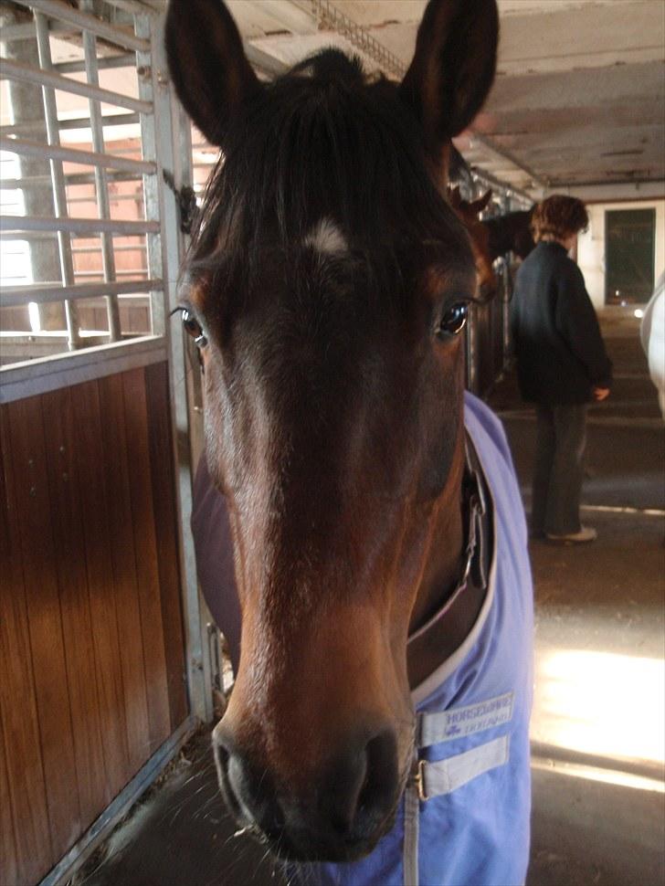 Knabstrupper Sasja  billede 4