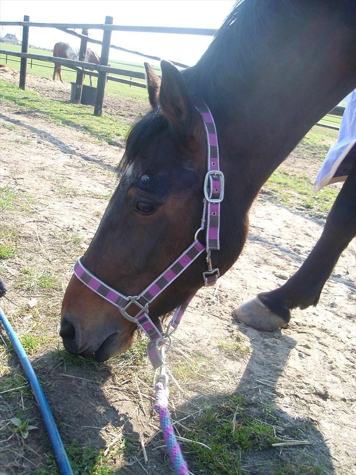 Knabstrupper Sasja  billede 5