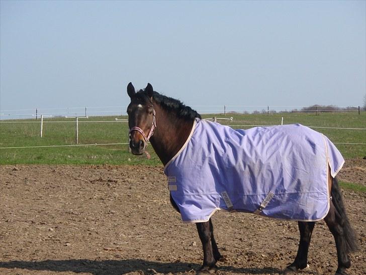 Knabstrupper Sasja  billede 7