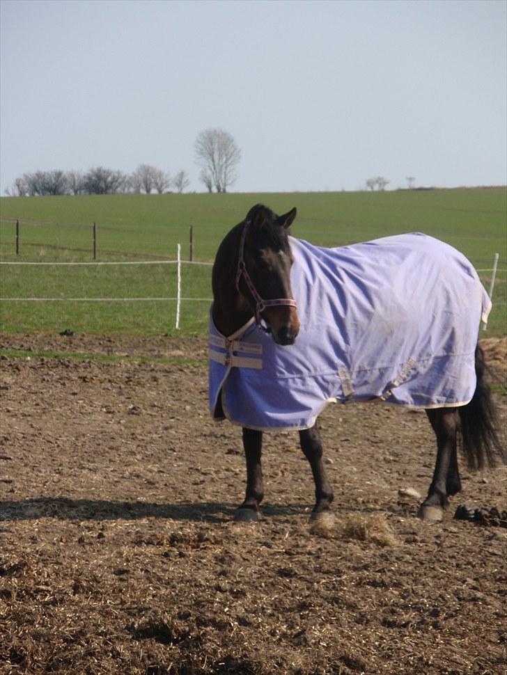 Knabstrupper Sasja  billede 8