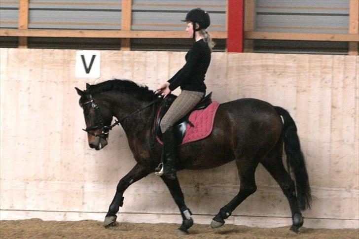 Knabstrupper Sasja  billede 9