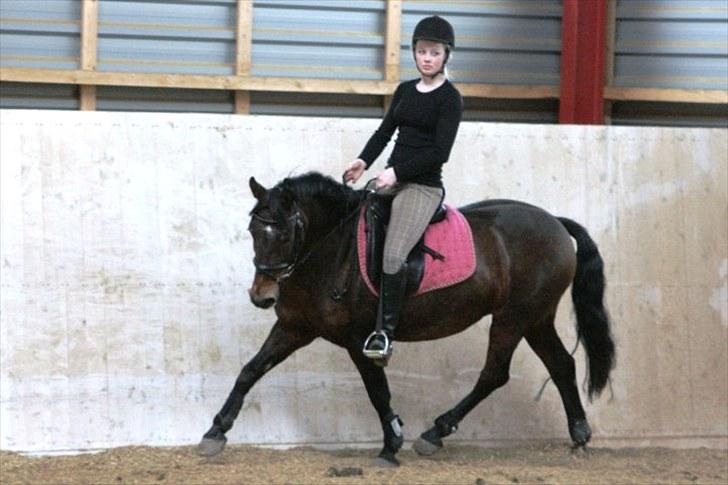 Knabstrupper Sasja  billede 10