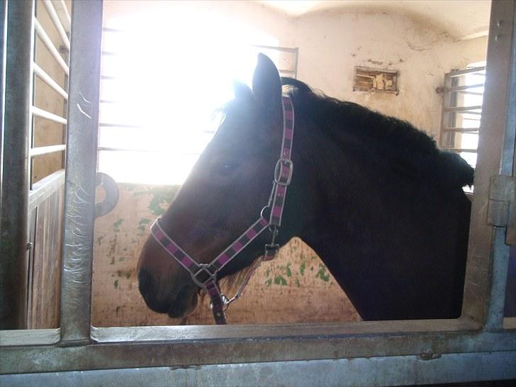 Knabstrupper Sasja  billede 11