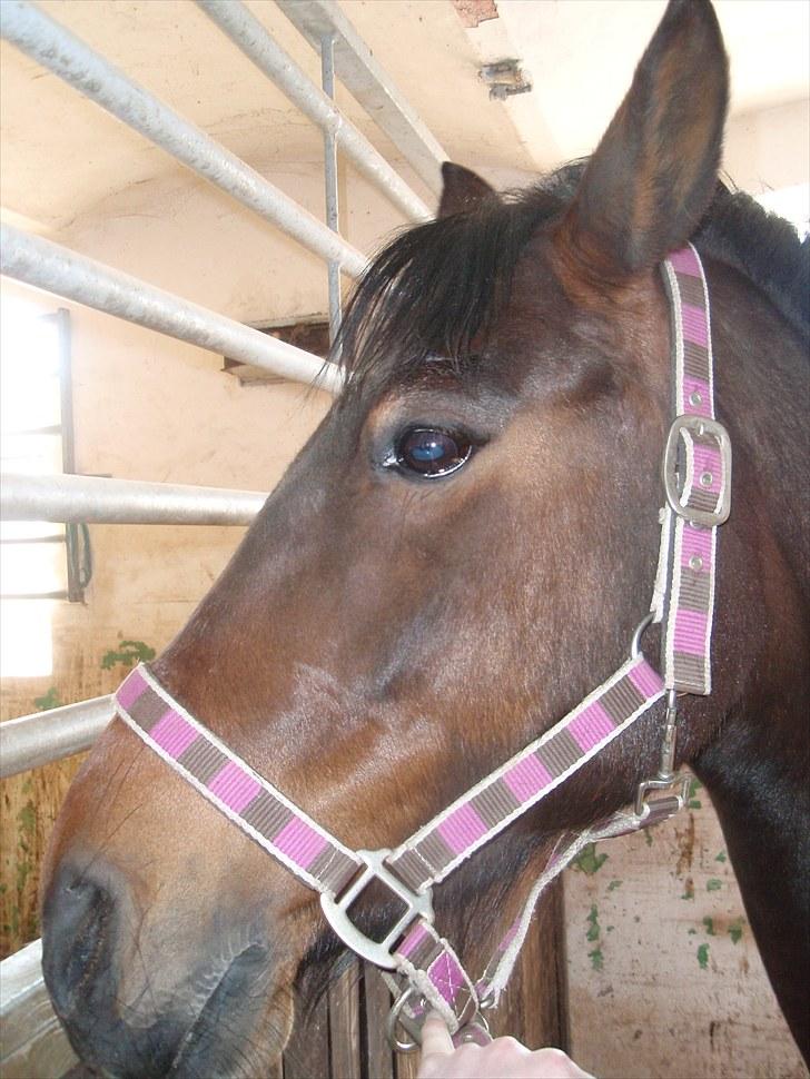 Knabstrupper Sasja  billede 12