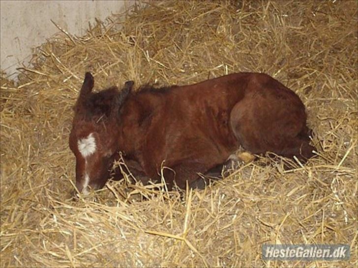 Anden særlig race Necupina (Pina) - Uff det er hårdt at komme til verdnen. billede 2