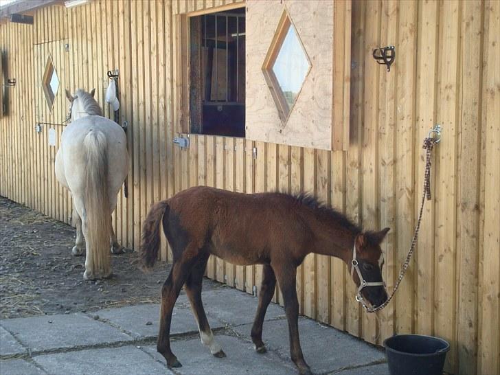 Anden særlig race Necupina (Pina) - Hvad er det for en dims??? billede 3