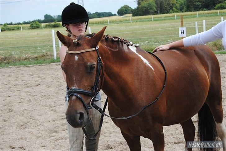 Anden særlig race Josefine  - Du er en lille pony, med stort hjerte.. Foto: MSP foto billede 14