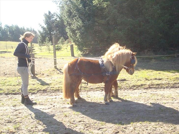 Shetlænder Sdr. Dams Hilda billede 15
