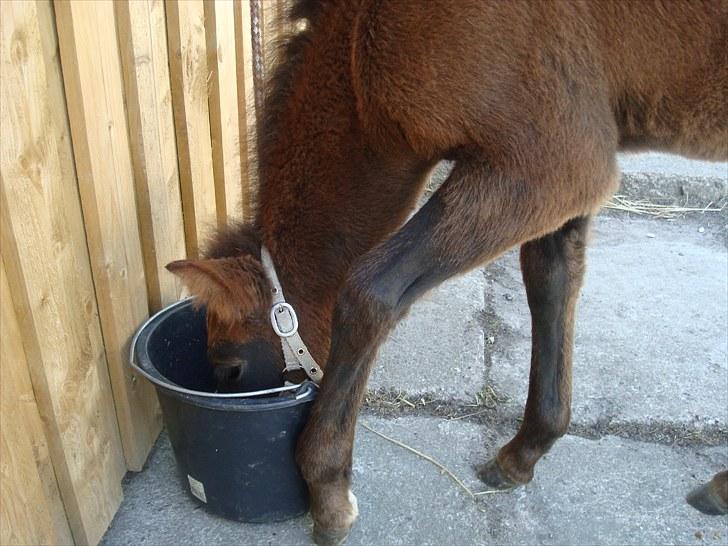 Anden særlig race Necupina (Pina) - Uhh. Det smager godt. Men jeg må holde på spanden så den ikke vælter. billede 4