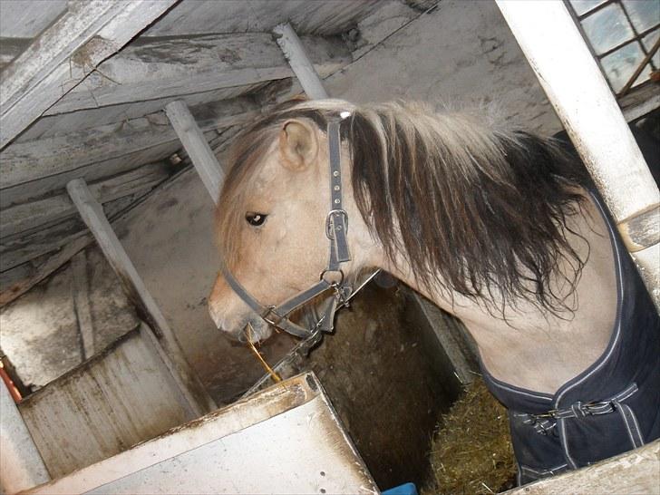 Anden særlig race felix billede 18