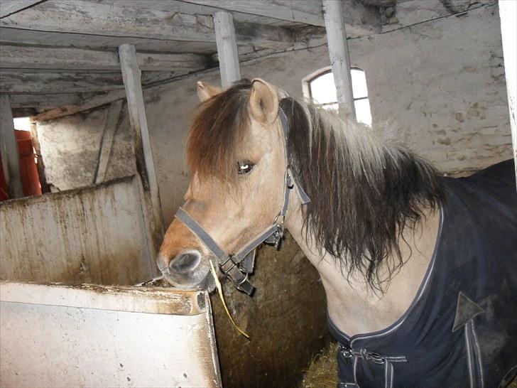 Anden særlig race felix billede 19