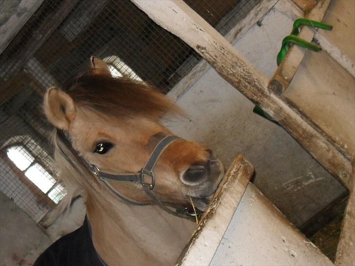 Anden særlig race felix billede 20