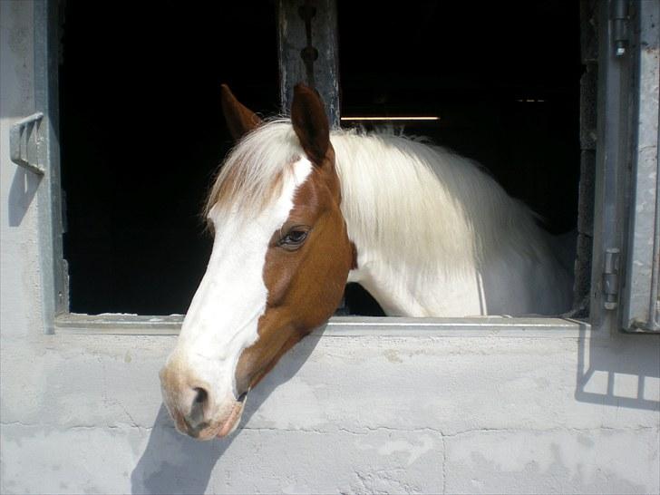 Anden særlig race Canupa - Dejligt luft:) billede 11