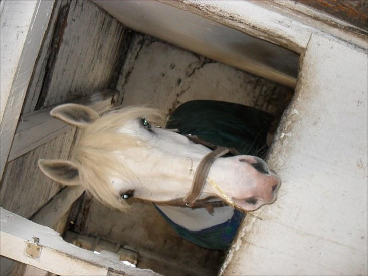 Anden særlig race fantasie billede 15