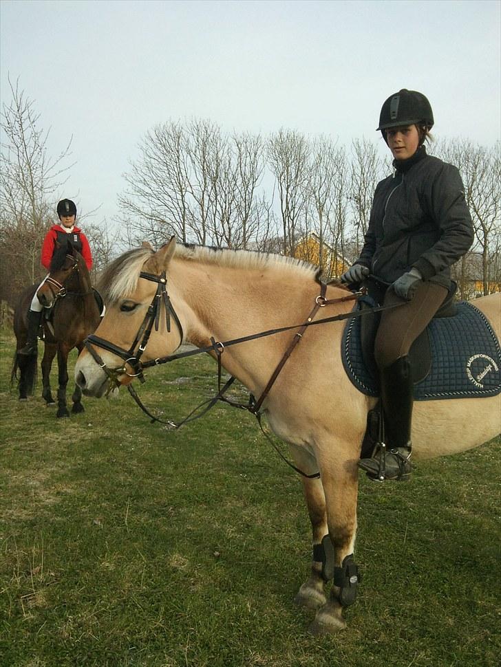 Fjordhest Tecilla billede 16