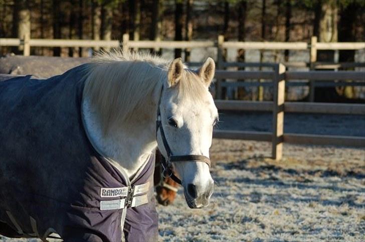 Shagya Araber (SH) Gilgamesh - R.I.P. billede 1