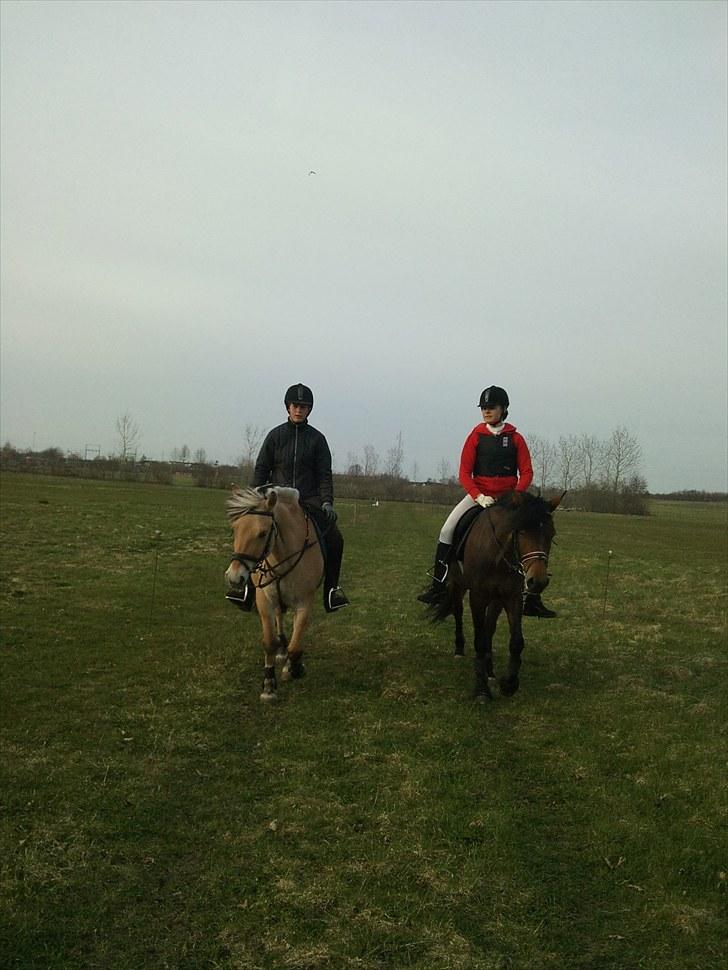 Fjordhest Tecilla billede 17