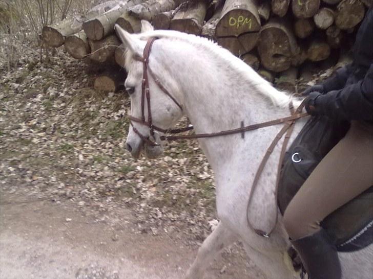 Shagya Araber (SH) Gilgamesh - R.I.P. billede 2