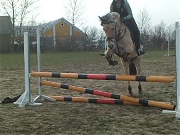 Fjordhest Tecilla billede 18