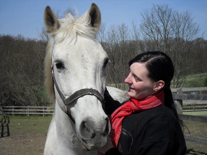 Shagya Araber (SH) Gilgamesh - R.I.P. billede 3