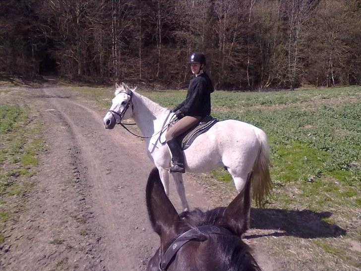 Shagya Araber (SH) Gilgamesh - R.I.P. billede 4