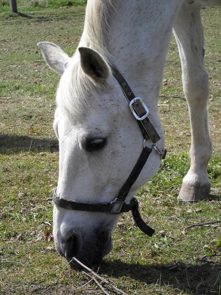 Shagya Araber (SH) Gilgamesh - R.I.P. billede 5