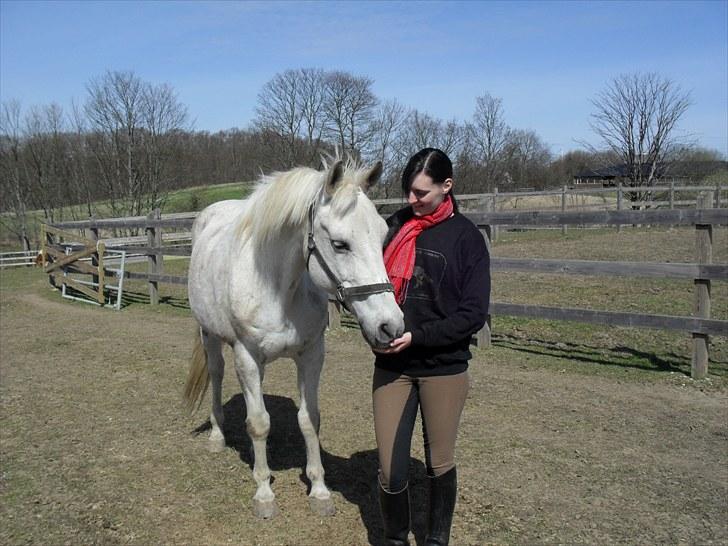 Shagya Araber (SH) Gilgamesh - R.I.P. billede 6